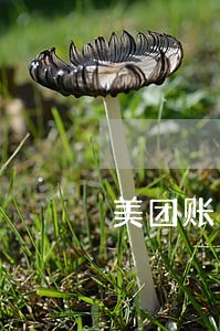美团账单逾期12天 美团账单逾期12天