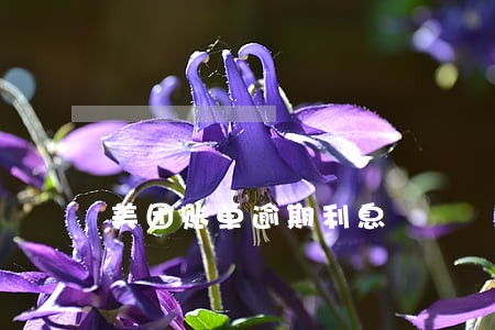 美团账单逾期利息 美团账单逾期利息