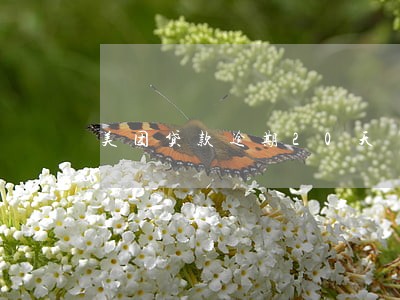 美团贷款逾期20天 美团贷款逾期20天
