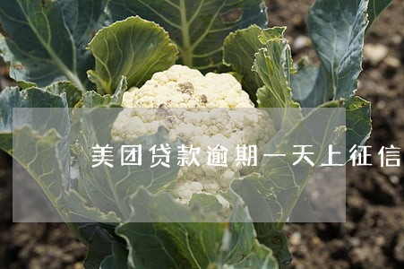 美团贷款逾期一天上征信了 美团贷款逾期一天上征信了