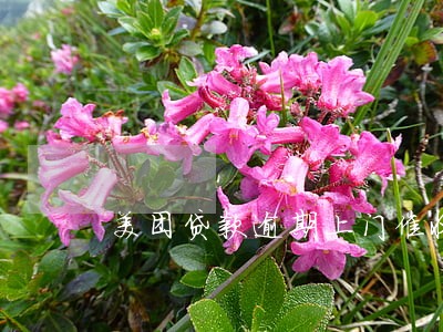 美团贷款逾期上门催收吗
