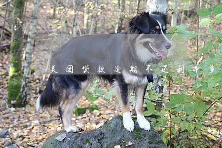 美团贷款逾期不还利率多少
