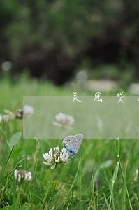 美团贷款逾期了几次上了征信