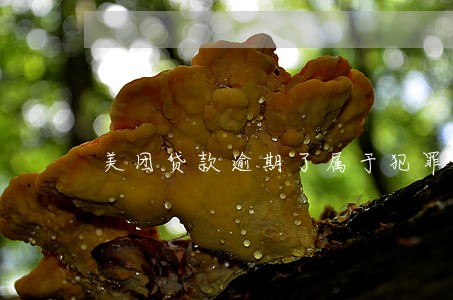 美团贷款逾期了属于犯罪 美团贷款逾期了属于犯罪