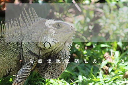美团贷款逾期几天上征信 美团贷款逾期几天上征信