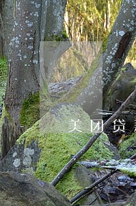 美团贷款逾期利息一定要还吗 美团贷款逾期利息一定要还吗
