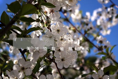 美团贷款逾期当天 美团贷款逾期当天