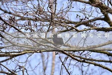 美团贷款逾期影响考文职吗 美团贷款逾期影响考文职吗