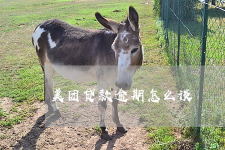 美团贷款逾期怎么谈 美团贷款逾期怎么谈