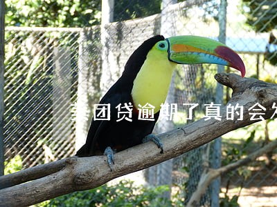 美团贷逾期了真的会发通告函吗 美团贷逾期了真的会发通告函吗