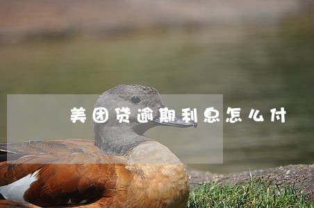 美团贷逾期利息怎么付 美团贷逾期利息怎么付
