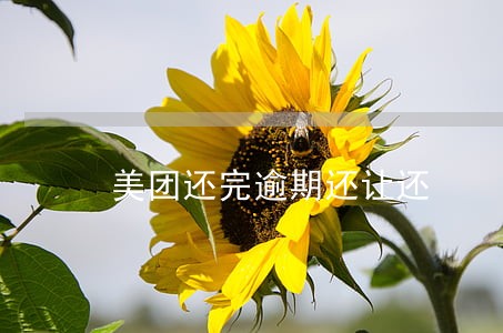 美团还完逾期还让还 美团还完逾期还让还