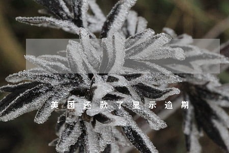 美团还款了显示逾期