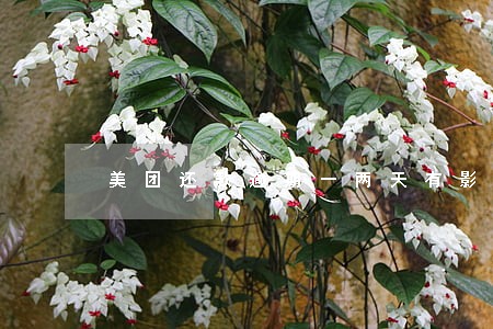美团还款逾期一两天有影响吗 美团还款逾期一两天有影响吗