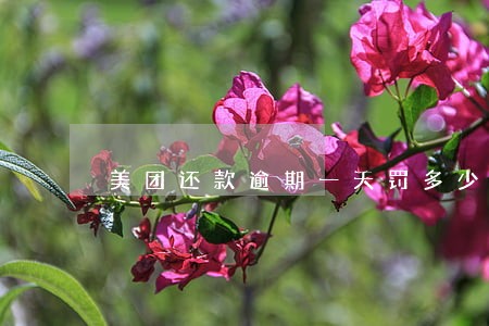 美团还款逾期一天罚多少利息