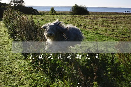 美团还款逾期九天