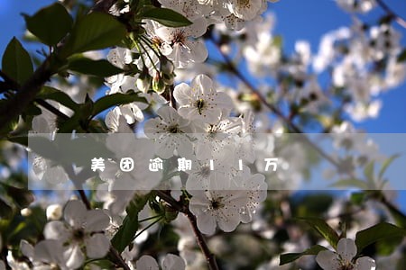 美团逾期11万 美团逾期11万
