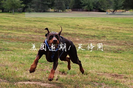 美团逾期1天停用 美团逾期1天停用