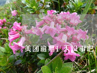美团逾期1天没事吧 美团逾期1天没事吧