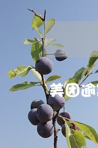 美团逾期2年多久可以恢复 美团逾期2年多久可以恢复