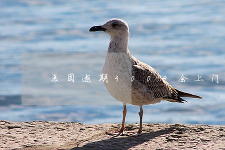 美团逾期3000会上门吗 美团逾期3000会上门吗