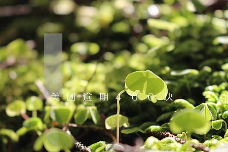 美团逾期400块 美团逾期400块