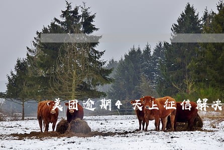 美团逾期4天上征信解决办法 美团逾期4天上征信解决办法