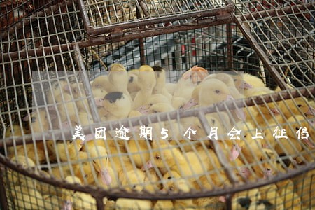 美团逾期5个月会上征信么 美团逾期5个月会上征信么