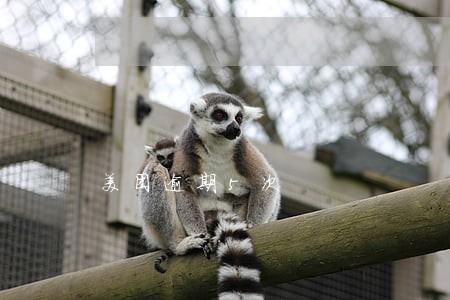 美团逾期5次 美团逾期5次