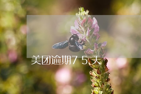 美团逾期75天