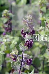 美团逾期80天1000块 美团逾期80天1000块