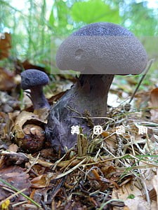 美团逾期95天会上门吗 美团逾期95天会上门吗