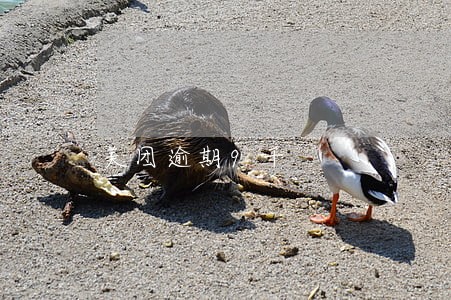 美团逾期9千 美团逾期9千