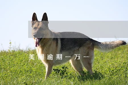 美团逾期一万一 美团逾期一万一
