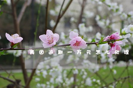 美团逾期一万元怎么处理 美团逾期一万元怎么处理