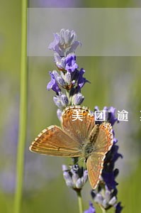 美团逾期一万多利息怎么算 美团逾期一万多利息怎么算