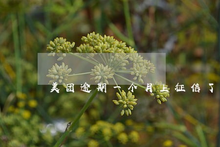 美团逾期一个月上征信了么