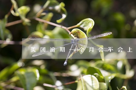 美团逾期一个月会不会上征信