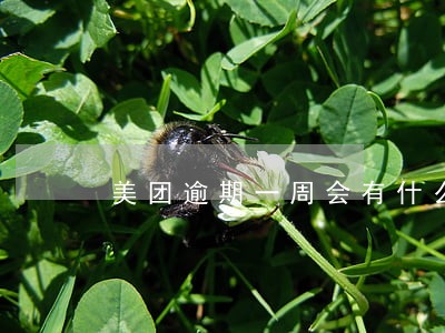 美团逾期一周会有什么影响