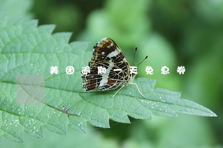 美团逾期一天免息券 美团逾期一天免息券