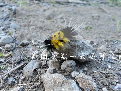 美团逾期一天还可以借吗 美团逾期一天还可以借吗
