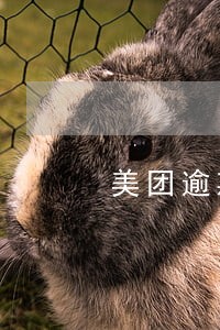 美团逾期一天还可以再借得出来吗 美团逾期一天还可以再借得出来吗