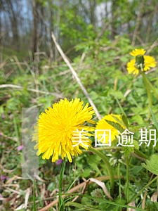 美团逾期一天还进去还能借出来吗 美团逾期一天还进去还能借出来吗