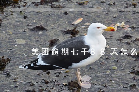 美团逾期七千88天怎么办 美团逾期七千88天怎么办