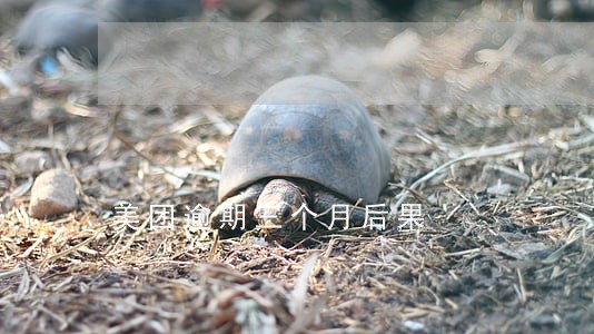 美团逾期三个月后果 美团逾期三个月后果