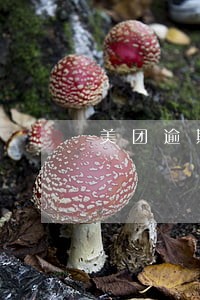 美团逾期三天200会不会上门 美团逾期三天200会不会上门