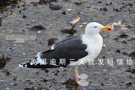 美团逾期三天就发短信给朋友 美团逾期三天就发短信给朋友