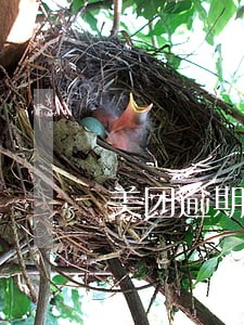 美团逾期三天怎么办 美团逾期三天怎么办
