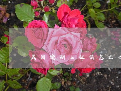 美团逾期上征信怎么办 美团逾期上征信怎么办