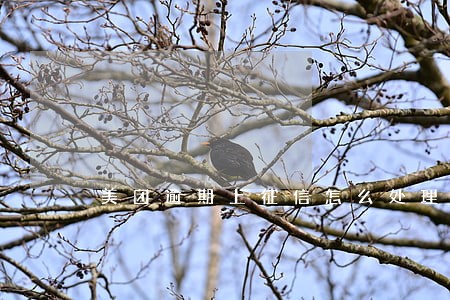 美团逾期上征信怎么处理 美团逾期上征信怎么处理